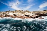 Islas Ballestas (Peru, Shutterstock)