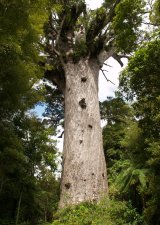 Strom Kauri (Nový Zéland, Dreamstime)