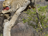 Leopard skvrnitý (Namibie, Shutterstock)