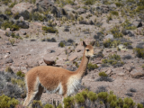 Lama vikuňa na vyhlídce Condor (Peru, Tereza Sikorová)
