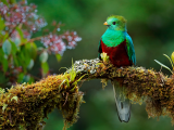 Quetzal (Kostarika, Dreamstime)