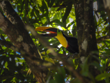 Tukan (Kostarika, Dreamstime)