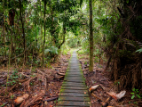 cesta džunglí NP Bako (Malajsie, Dreamstime)
