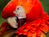 Ara aracanga (Nikaragua, Shutterstock)