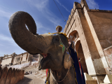 Rajasthan, Jaipur, the Amber Fort, elephant driver (Indie, Shutterstock)