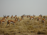 Antilopa skákavá (Namibie, Libor Schwarz)
