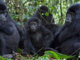 Gorily (Uganda, Shutterstock)