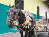 koník a vozík, Granada (Nikaragua, Shutterstock)