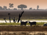 Okavango Delta, severní Botswana (Botswana, Dreamstime)