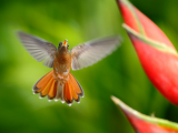 Kolibřík ryšavoocasý (Kostarika, Dreamstime)