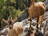 Krétské divoké kozy, soutěska Samaria (Řecko, Dreamstime)