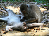 Opičí les, Ubud (Indonésie, Ondřej Fabián)