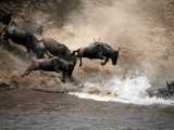 Migrace pakoňů (Keňa, Shutterstock)