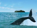 Pozorování velryb v Raratonze, Cookovy ostrovy (Cookovy ostrovy, Dreamstime)