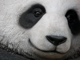 panda velká, Chengdu (Čína, Shutterstock)