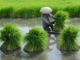 Pěstování rýže (Čína, Shutterstock)