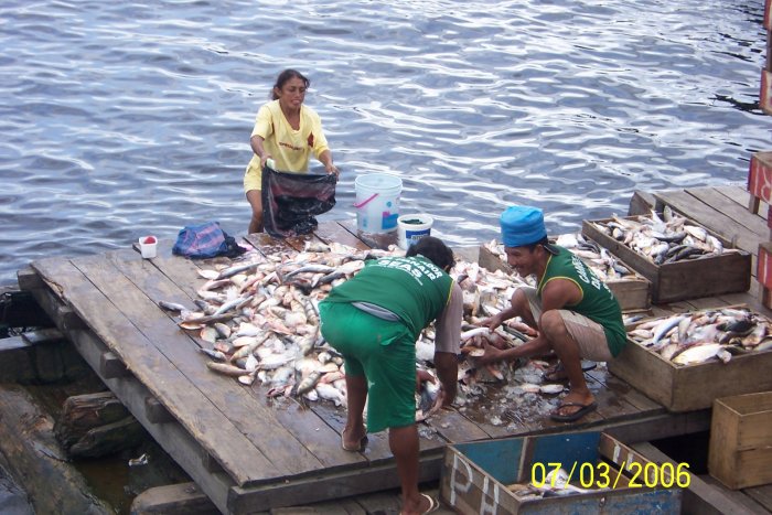 Výlov ryb v přístavu Manaosu (Brazílie, Marta Mašková)