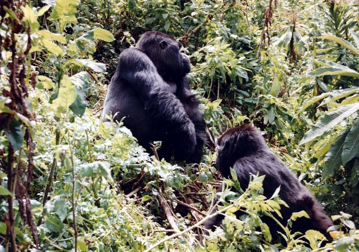 Gorilí párek - U tří vulkánů (Rwanda, Marta Mašková)