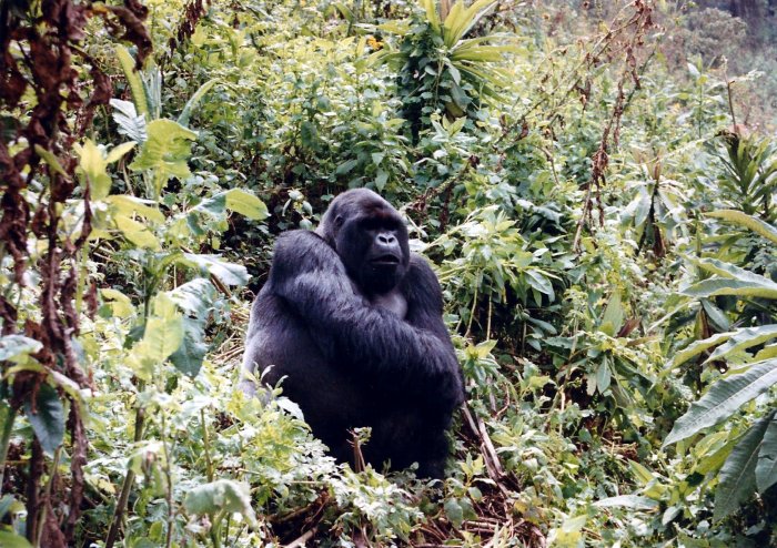 Gorilí samec se stříbrem na zádech - vůdce (Rwanda, Marta Mašková)