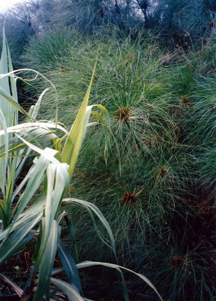 Papyrus (Rwanda, Marta Mašková)