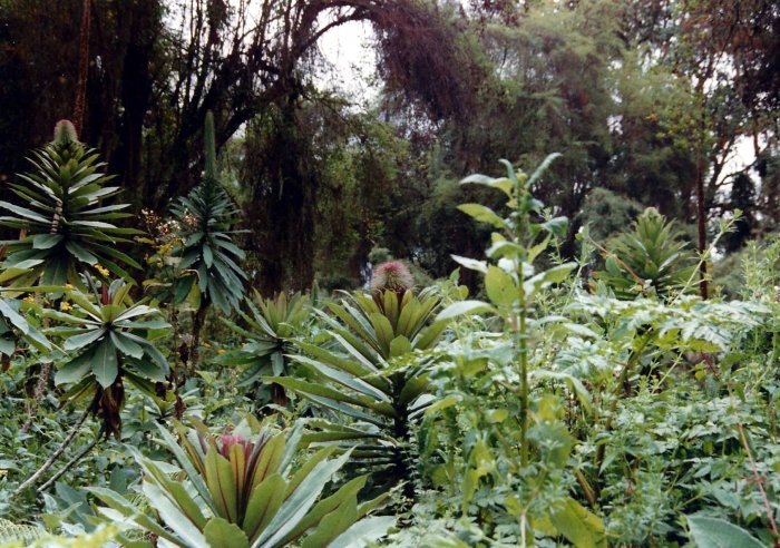 Prales (Rwanda, Marta Mašková)