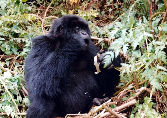 Svačina (Rwanda, Marta Mašková)