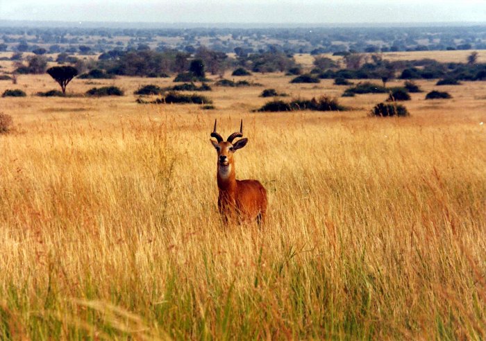 Impala v pláních Queen Elizabeth (Uganda, Marta Mašková)