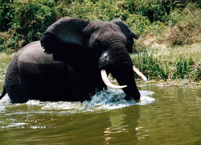 Rozpustilý slon v kanále Kazinga (Uganda, Marta Mašková)