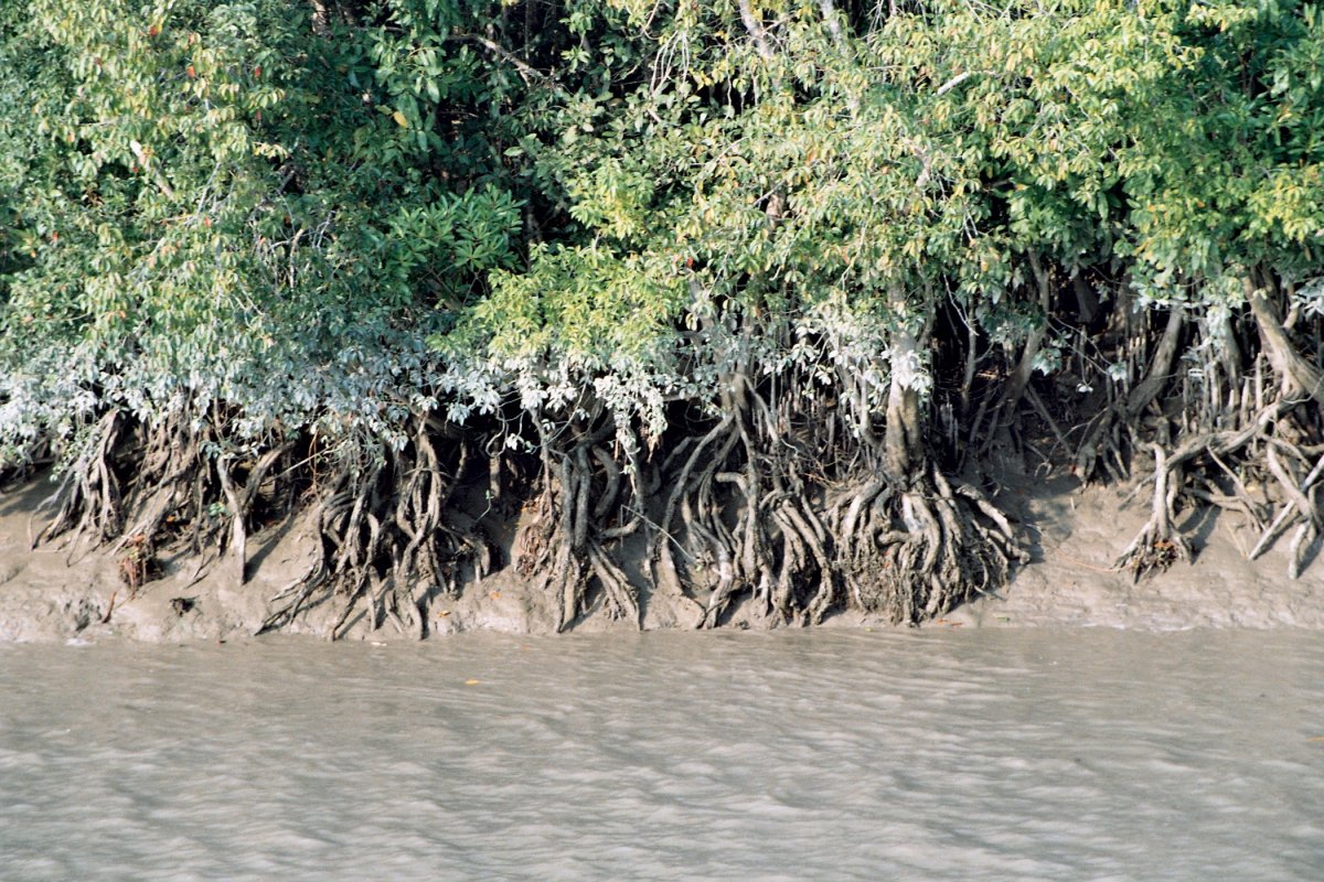 Neviditelní tygři Sundarbanu (4. část)