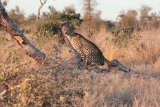 Geopard v NP Kruger (Jihoafrická republika, Pixabay.com)