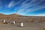 Tučňáci na ostrově Magdalena (Chile, Dreamstime)