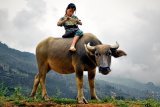 Sapa (Vietnam, Shutterstock)
