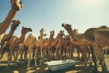 Camel bazar Nouakchott (Mauritánie, Unsplash)