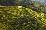 rýžové terasy, Banaue (Filipíny, Shutterstock)