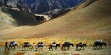 Karavana oslíků v  Himalájích, Ladakh, India (Indie, Dreamstime)