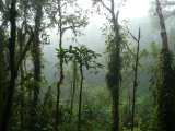 Mlžný prales v NP Santa Elena (Kostarika, Mgr. Hana Dušáková)