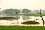 NP Keoladeo, Bharatpur (Indie, Dreamstime)