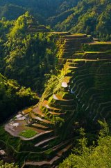 Rýžová pole, Luzon (Filipíny, Shutterstock)