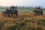 Klienti na slonech, NP Kaziranga (Indie, Michal Čepek)