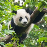 Panda velká, Chengdu (Čína, Shutterstock)