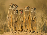 Promyka surikata (Jihoafrická republika, Shutterstock)