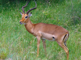 Antilopa v NP Hluhluwe-Umfolozi (Jihoafrická republika, Pixabay.com)