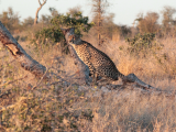 Geopard v NP Kruger (Jihoafrická republika, Pixabay.com)