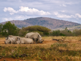 Nosorožci, NP Hluhluwe-Umfolozi (Jihoafrická republika, Unsplash)