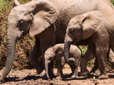 Sloní rodina, NP Addo Elephant (Jihoafrická republika, Unsplash)
