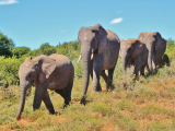 Sloni v buši NP Addo Elephant (Jihoafrická republika, Pixabay.com)