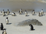 Tučňáci na Mysu dobré naděje (Jihoafrická republika, Pixabay.com)