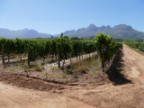 Vinařská oblast Stellenbosch (Jihoafrická republika, Pixabay.com)