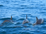 Tři delfíni (Maledivy, Michal Čepek)