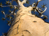 Aloe (Namibie, Shutterstock)